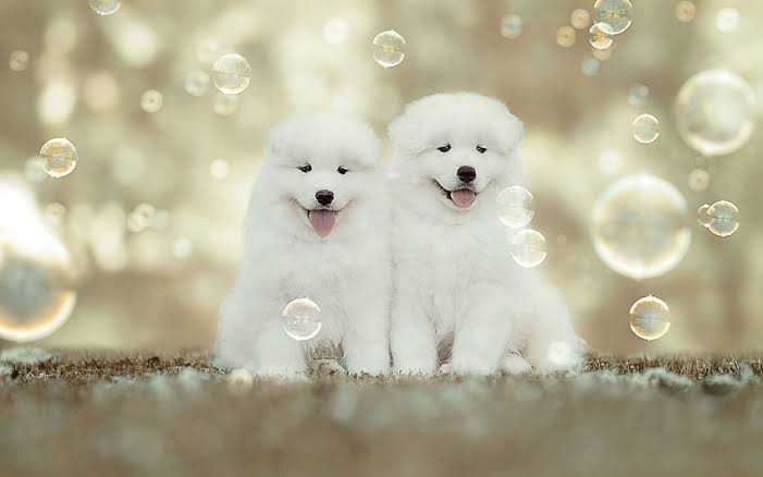 Happy dogs image